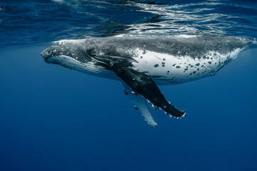 Humpback whale in crystal clear blue waters of the Pacific Ocean