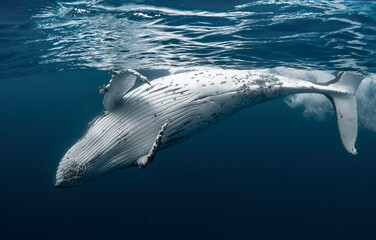 Humpback whale in crystal clear blue waters of the Pacific Ocean