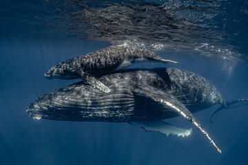 Female humpback whale with calf  - obrazy, fototapety, plakaty