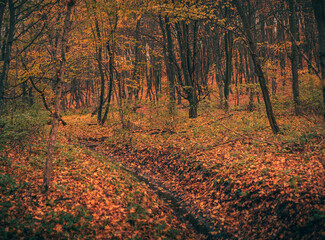 Autumn woods