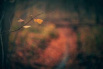 Autumn woods