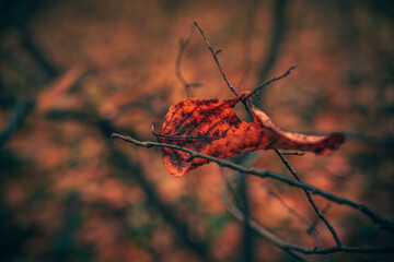 Autumn woods