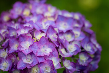 purple flower close up