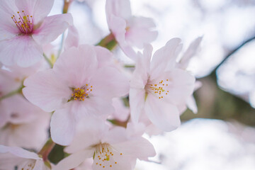 Fototapeta na wymiar 桜 Cherry Blossom 