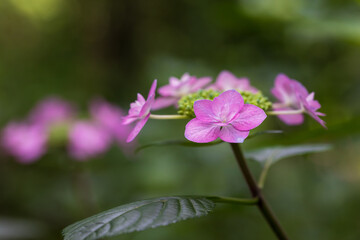 Fototapeta premium pink flower in the garden
