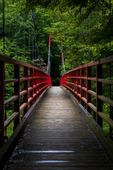 Fototapeta na wymiar bridge in the forest