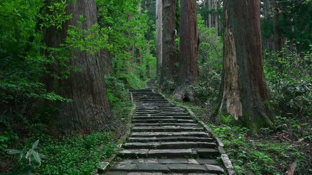  杉林の中を通る石畳の参道