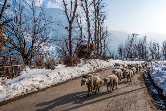 Shepherd carrying sheep to Chandanwadi, near pahalgam, Kashmir, India