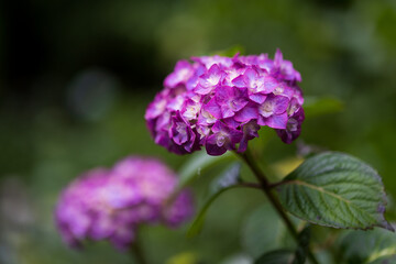 Fototapeta premium flowers in the forest