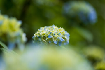 flowers in the forest