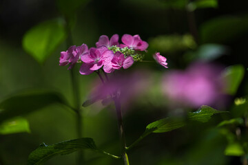 Hydrangea flowers in the forest