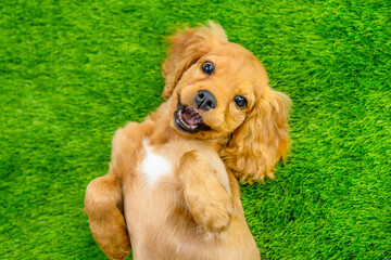 English cocker spaniel puppy lying on his back on a green lawn with a smile looking into the frame....