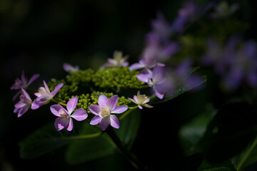 Hydrangea flowers in the forest