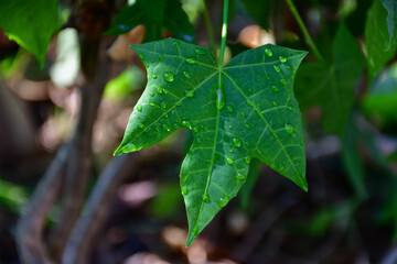 dew on leaf