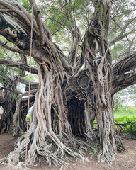 Fototapeta na wymiar Ancient tree roots in the park