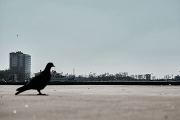 A dove and pigeon standing near the bosphorus shore. Doves are scratch and  itching their winds and...