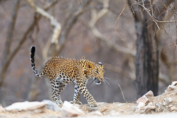 Leopard moving for hunt
