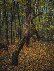 Autumn woods