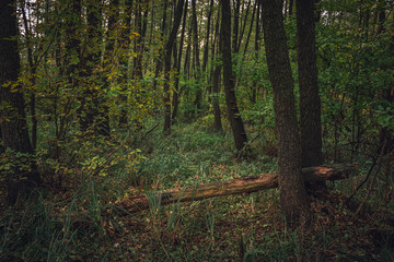 Autumn woods