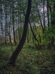 Autumn woods