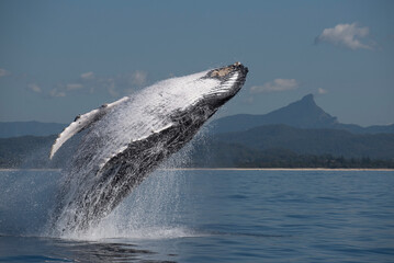 Fototapeta premium Humpback whale breaching out of water along the east coast of Australia