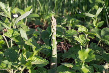 A sprout of green asparagus in the garden. Products for a healthy diet.