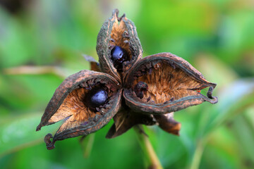 Peony seeds in botanical garden, North China