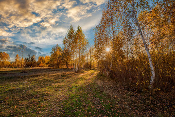 Fototapeta premium Amazing autumn scenery. Sun rays through autumn birch trees