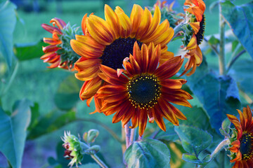 Obraz premium flower in blue