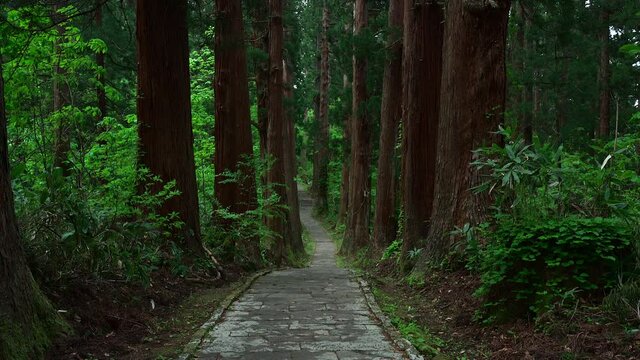 杉林の中を通る石畳の参道