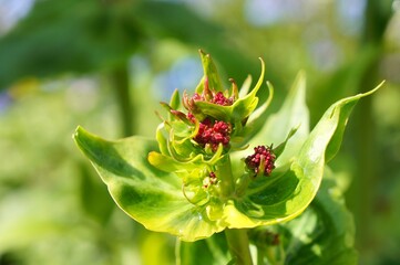 Valerian (Valeriana officinalis) flower buds and leaves on a soft-focus background