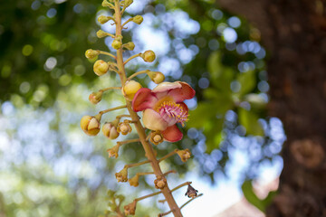Sal flower petals, blurry background