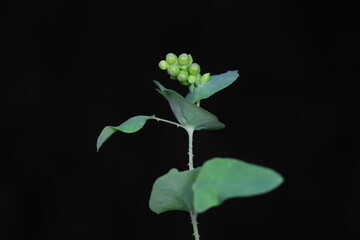 The medicinal plant raceme, North China