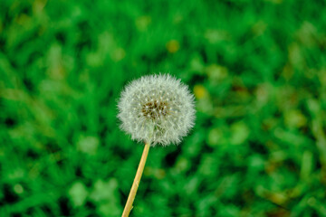 Dandelion and common dandelion with green grass and yellow flowers on the photo with blue sky and city background.