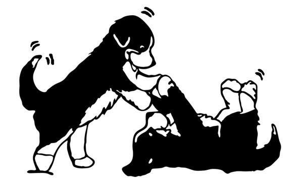 Pareja de perros jugando, Boyeros de Berna