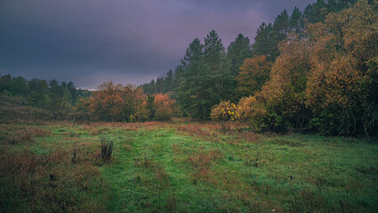 Autumn woods
