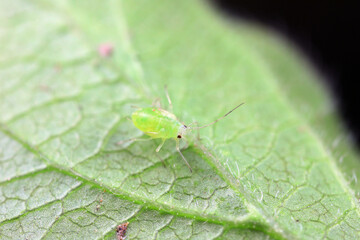 Aphids crawling on wild plants, North China