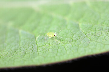 Fototapeta na wymiar Aphids crawling on green leaves, North China