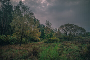 Autumn woods