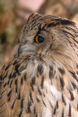 large eagle owl closeup on brown