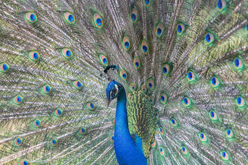 Fototapeta premium beautiful peacock with bright green and blue tail