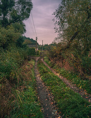 Autumn woods