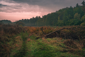 Autumn woods