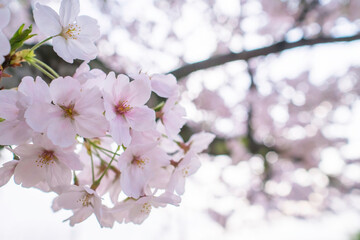 桜 Cherry Blossom