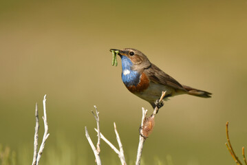 pechiazul en la sierra de gredos