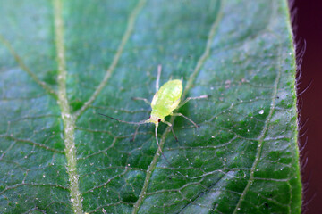 Aphids crawling on wild plants, North China