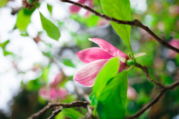 pink magnolia flowers close up. selective focus, blur, grain