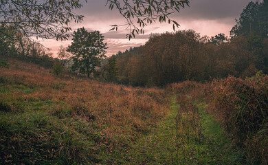 Autumn woods