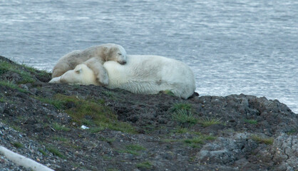 Polar Bear Cuddles