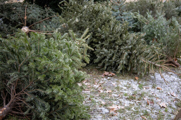 Knutfest Weihnachtsb&auml;ume auf der Stra&szlig;e Tannen 